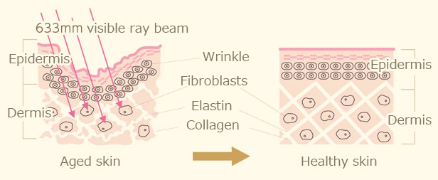 collagen Description Allongee